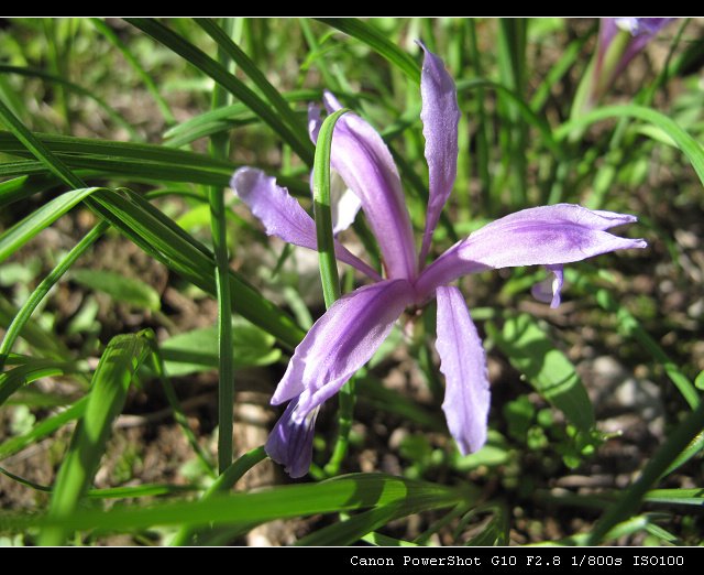 矮紫苞鸢尾的形态特征