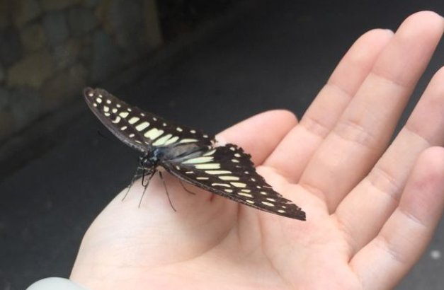 男子突发心梗离世，妻子处理遗物蝴蝶飞到包上盘旋，如何看待这一现象？