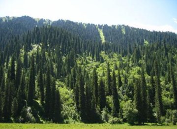 杉树的有哪些品种?