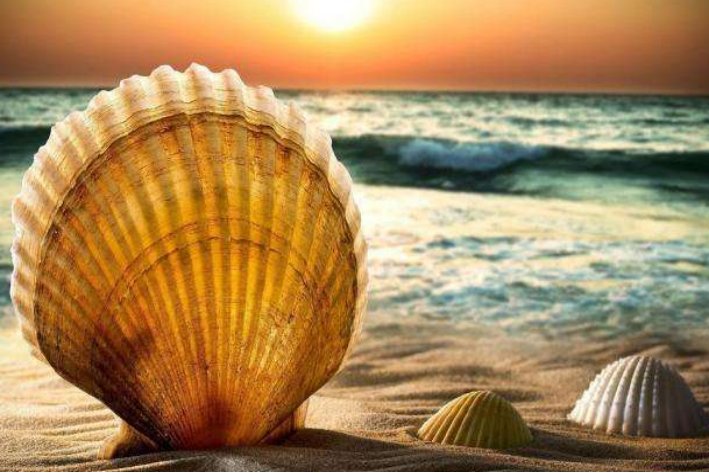 shells是什么意思