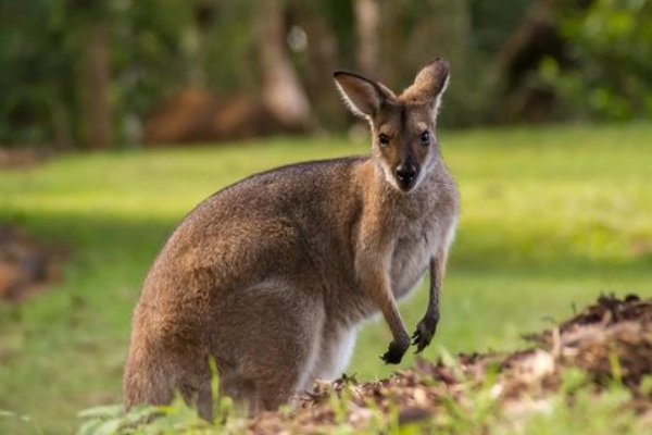 袋鼠自述说明文500字怎么写