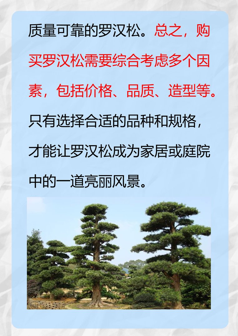 罗汉松价格是多少？