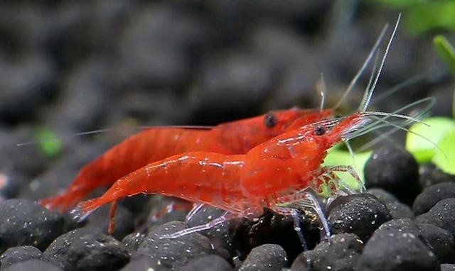 没门的歇后语怎么说