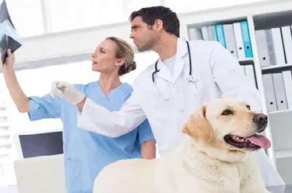 什么是兽医药理学