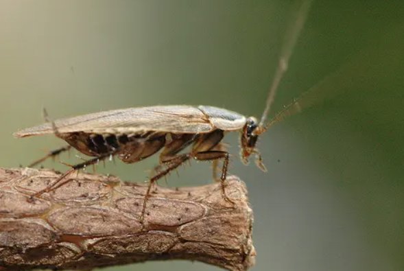我国首次截获全球新物种蜚蠊，这种生物如果引进对我国的生态环境有何影响？