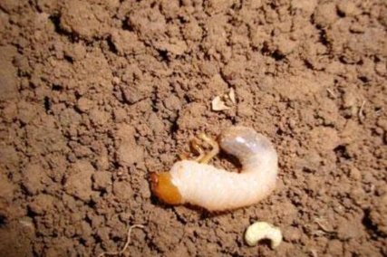 防治地下害虫的方法有哪些