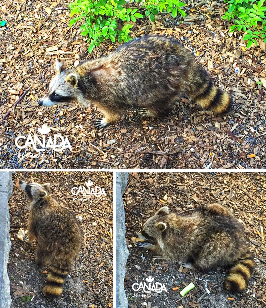 寰宇野生的节目列表