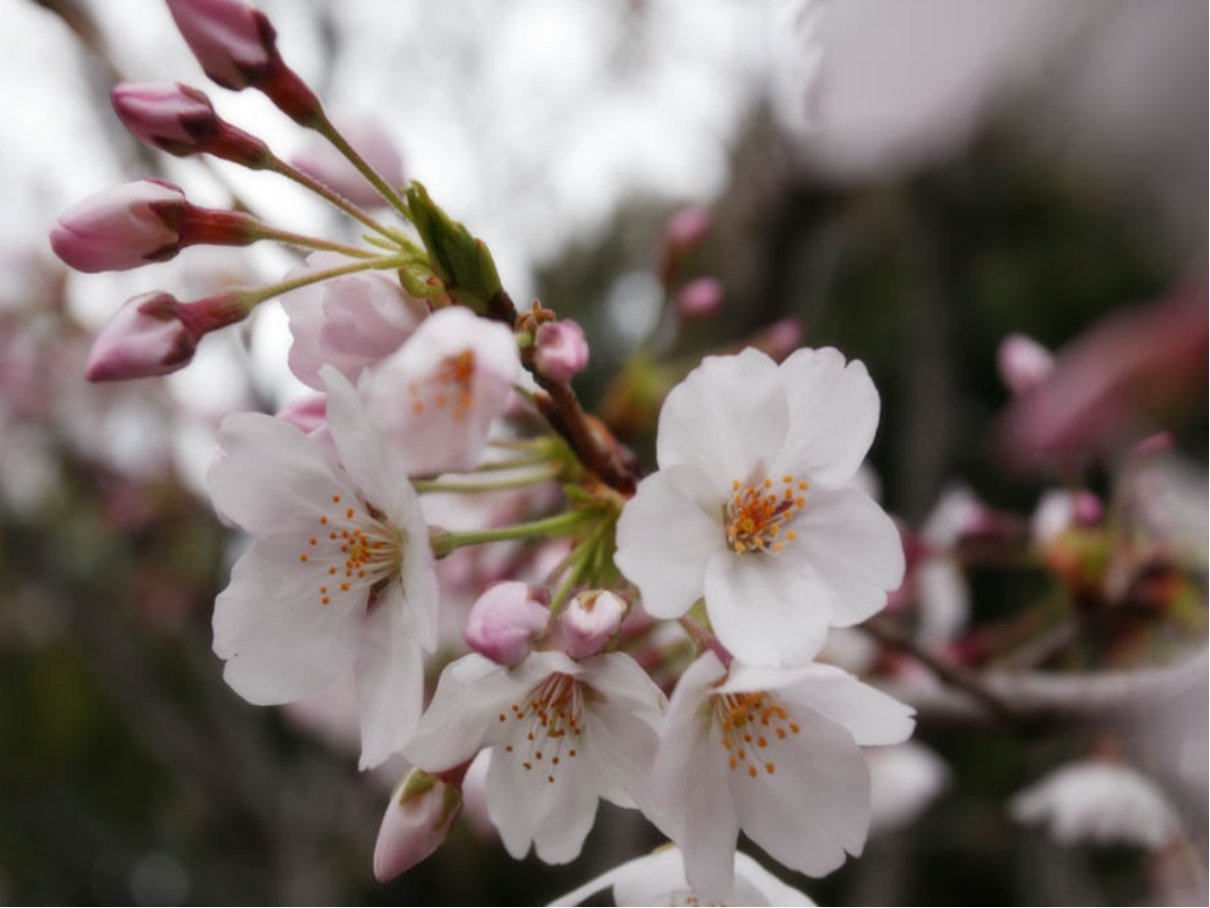 2023年交九的日期表