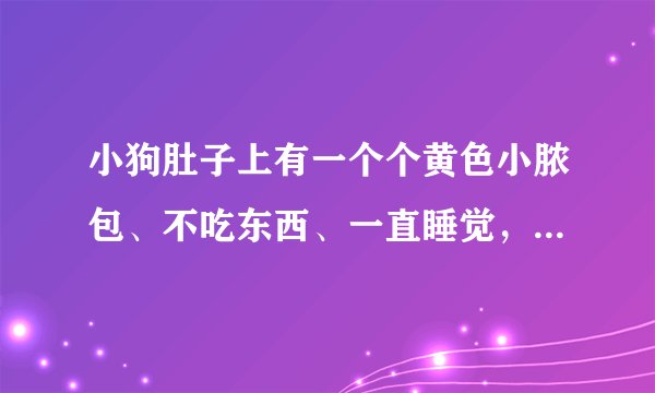 小狗肚子上有一个个黄色小脓包、不吃东西、一直睡觉，还伴有呕吐现象，是怎么回事