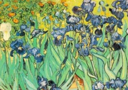 什么花的花语是神明？