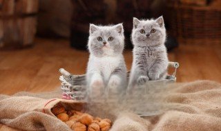 猫咪为什么喜欢喝牛奶 猫咪喜欢喝牛奶的原因