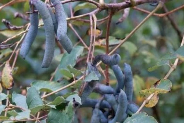 10种最吓人的水果