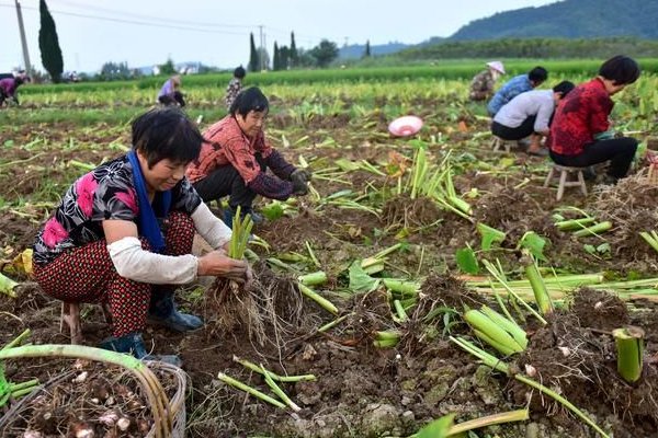 安徽农户芋头遭大批村民捡拾，警车鸣笛怒吼驱赶无效，村民的举动有多恶劣？