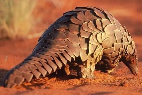 蚂蚁天敌都有哪些动物？