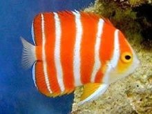 常见观赏鱼种类与价格