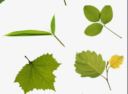 什么是位图？什么是矢量图？放大后哪一个会失真？