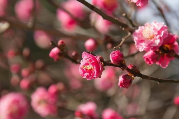 王十朋最著名的诗