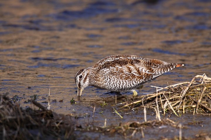 孤沙锥的生活习性