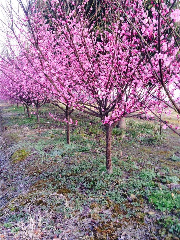 梅花有没有叶子？