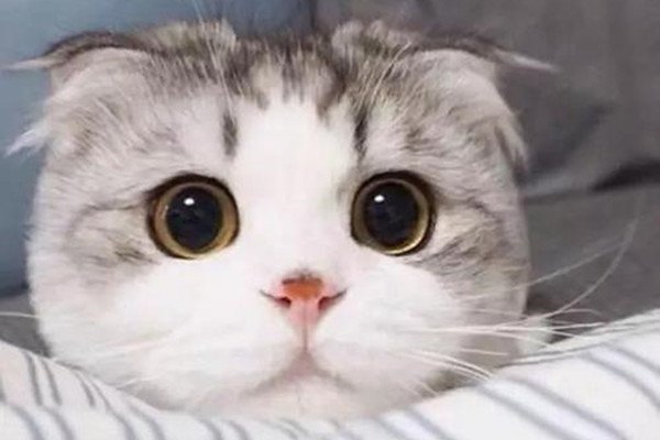 周扬青呼吁不养折耳猫，她和猫猫之间有过什么样的故事？