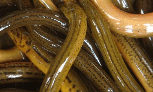 世界上最大的黄鳝有多少斤