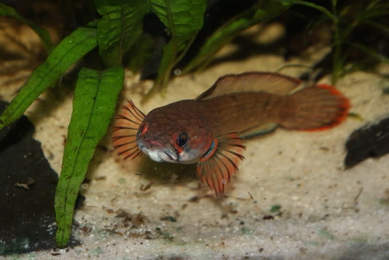 请问这是什么鱼？体形不大，肉食性的，会在地上用鱼鳍扒地跑。。