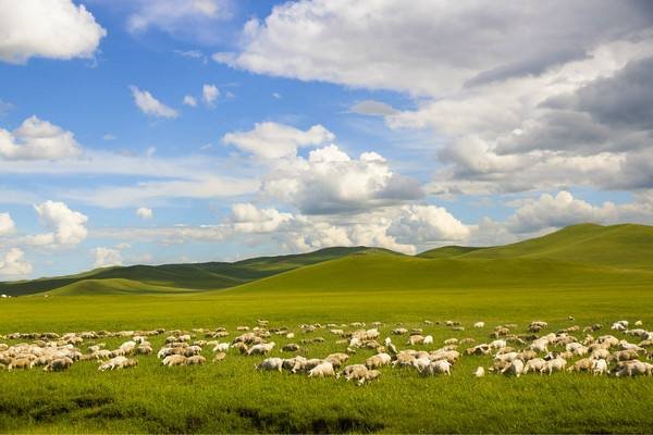 天苍苍野茫茫中的苍苍是什么意思