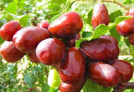 黑米黑豆黑芝麻核红枣枸杞有什么作用