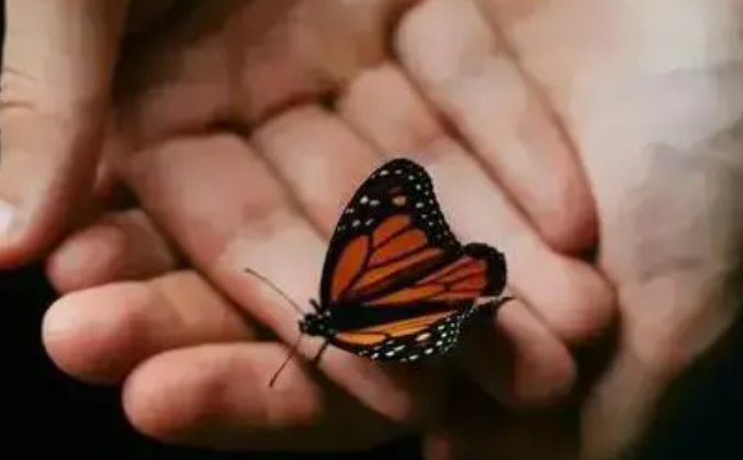 男子突发心梗离世，妻子处理遗物蝴蝶飞到包上盘旋，如何看待这一现象？