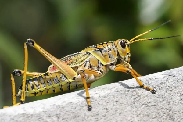 蝗虫的呼吸器官是什么