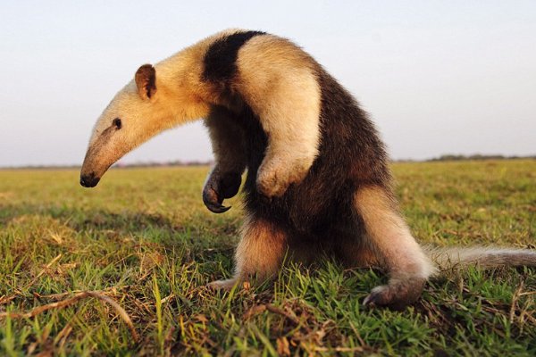 蚂蚁天敌都有哪些动物?