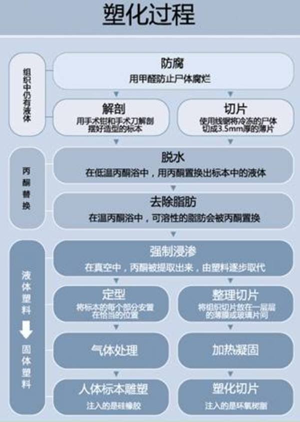 生物塑化技术的塑化技术步骤