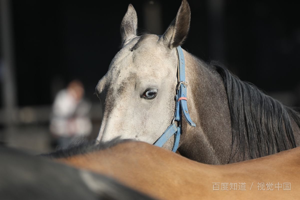 骏马能历险 犁田不如牛是谁的诗