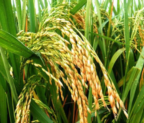 Y两优2号的栽培技术