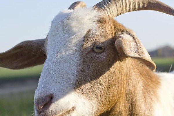 头生角是什么生肖