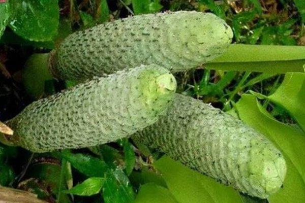 10种最吓人的水果