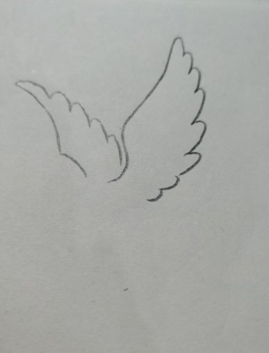 一只和平鸽的画法