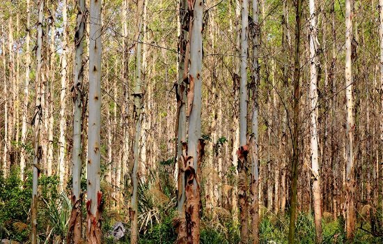 桉树的用途和价值