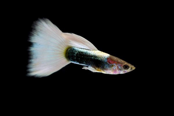 孔雀鱼难产的表现