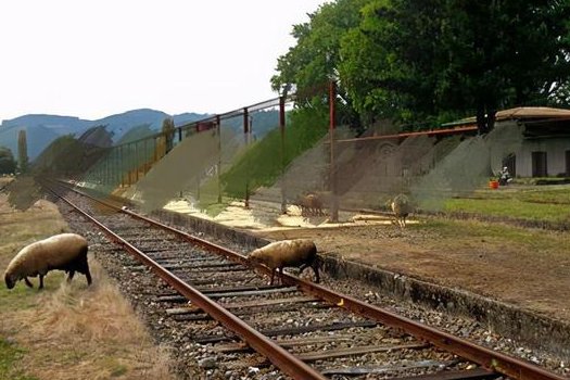 意大利羊群窜入列车轨道，最终造成了什么后果？如何处理的？