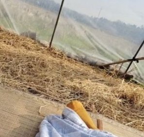女子变阳后开启荒野隔离，在田里打地铺，如何看待该女子的做法呢？