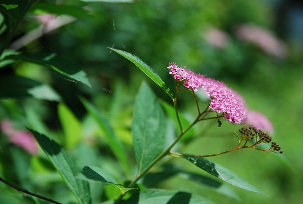 飞棍的未解之谜