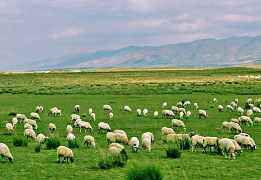 风吹草低见牛羊这一句诗的意思