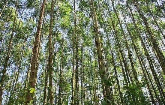 桉树的用途和价值