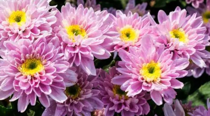 lilium是什么意思