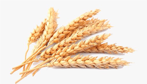 小麦用英文怎么说