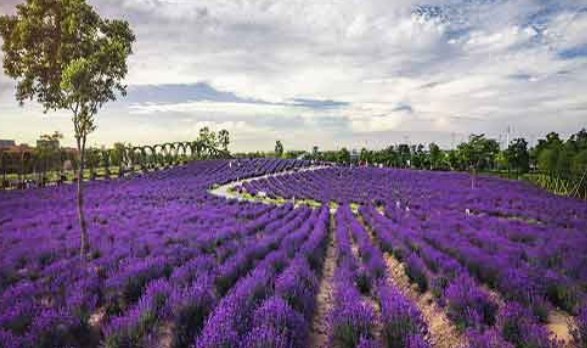 一朵鲜花插在牛粪上是什么意思?