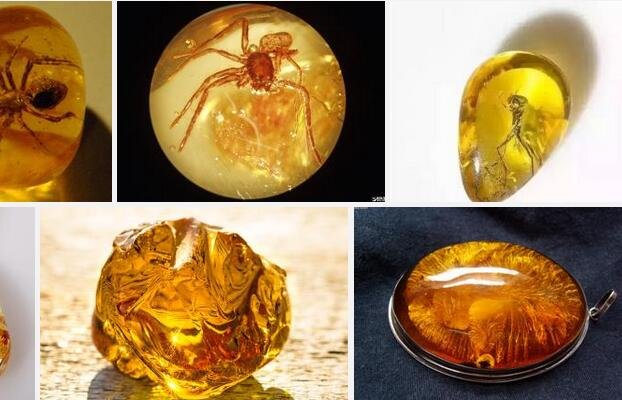 奇异的琥珀这篇文章的主要内容