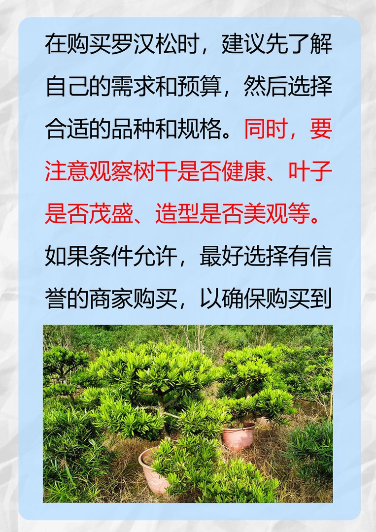 罗汉松价格是多少？