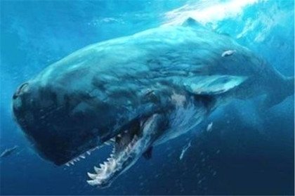 梅尔维尔鲸简介：海洋三大霸主之一